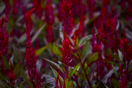 Celosia argentea in garden.A long red inflorescenceの写真素材