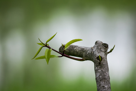 Soft green leaves are out new leaves.の写真素材