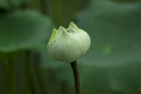 Nelumbo nucifera Gaertn is a beautiful white lotus.の写真素材