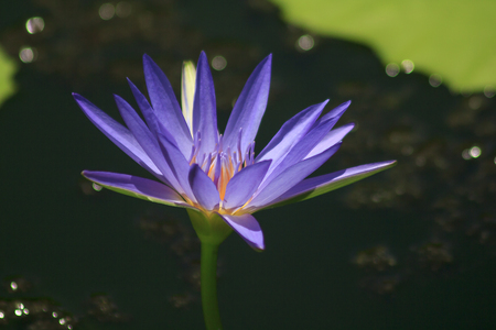 The bee is on the purple lotus bloom.の写真素材