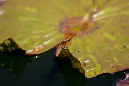 Red dragonfly on lotus leaf