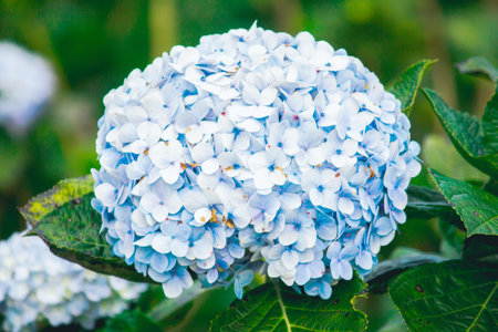 Beautiful blue hydrangeas are blooming in the garden.