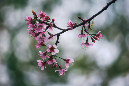 Prunus cerasoides are beautiful pink in nature. In the north of Thailand Flowering during January - Februaryの写真素材