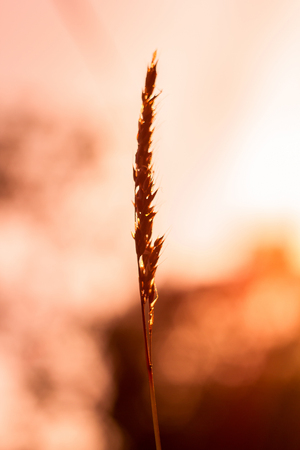 The silhouette of the grass and the sunrise in the morningの写真素材