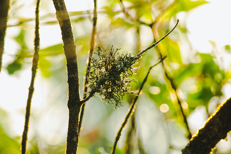 lichen on the branches is a mixture of two organisms: mold and lichenの写真素材