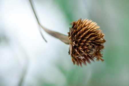 Pollen of Zinnia, dried in natureの写真素材