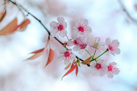 Prunus cerasoides are beautiful pink in nature. In the north of Thailand Flowering during January - Februaryの写真素材
