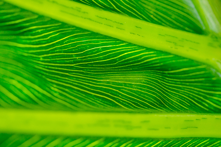 The back of green leaves with beautiful patternsの写真素材