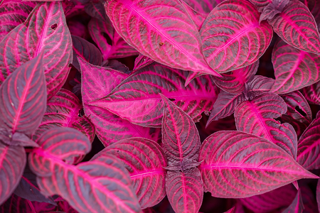 Iresine herbstii. The leaves are dark red, purple.の写真素材