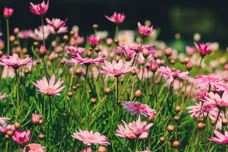 Pink Chrysanthemum in the garden is blooming And a beautiful flower with colorful shapesの写真素材