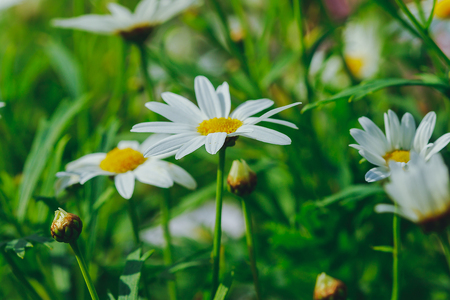 White daisy flower in the garden is bloomingの写真素材