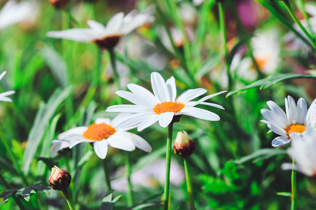 White daisy flower in the garden is bloomingの写真素材