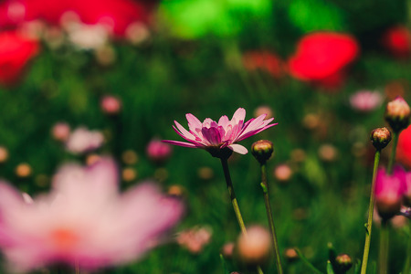Pink Chrysanthemum in the garden is bloomingの写真素材