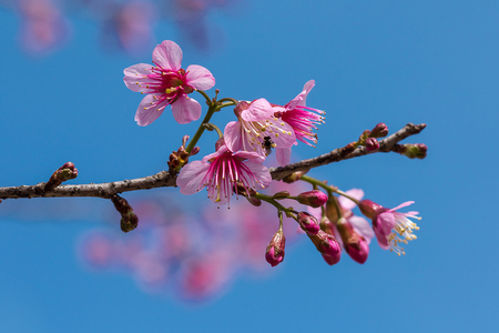 Prunus cerasoides are beautiful pink in nature. In the north of Thailand Flowering during January - Februaryの写真素材