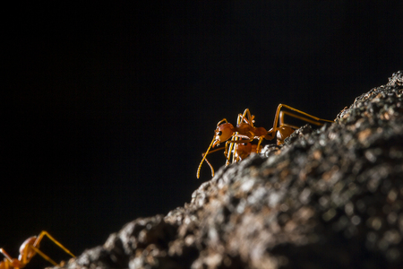 Red ants are on the tree.の写真素材