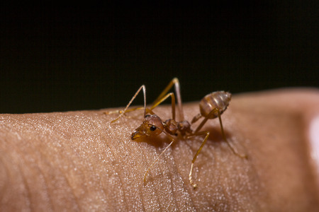 Red ants on the fingersの写真素材