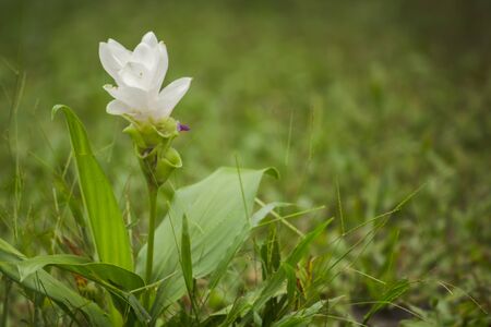 Curcuma cochinchinensis Gagnep, herbaceous plant, biennial plant family  Zingiberaceae. Inflorescences soft, eaten as vegetables.の写真素材