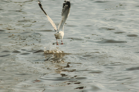 Seagulls are flying over the sea.の写真素材
