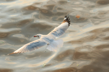 Seagulls are flying over the sea.