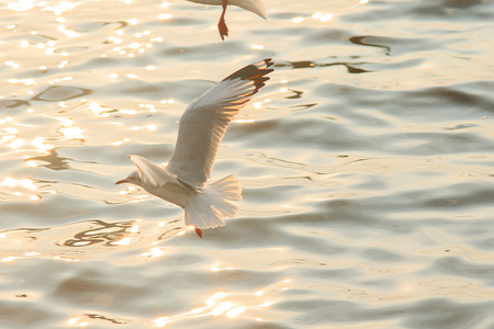 Seagulls are flying over the sea.の写真素材