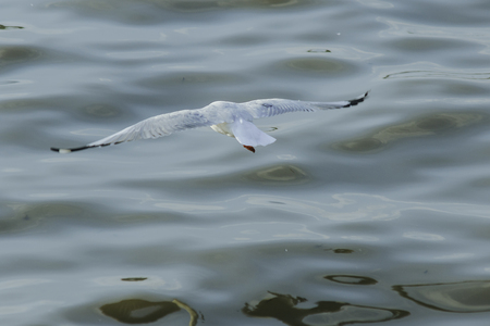 Seagulls are flying over the sea.の写真素材