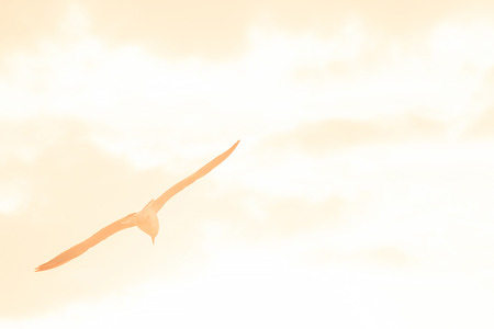 Brown-headed gull is flying on the skyの写真素材