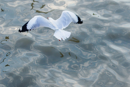 Seagulls are flying over the sea.