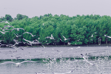 Seagulls are flying over the sea.の写真素材