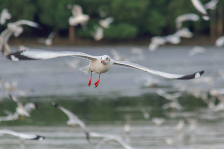 Seagulls are flying over the sea.