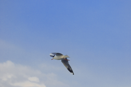 Brown-headed gull is flying on the skyの写真素材