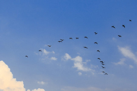 Little cormorant flying in the sky
