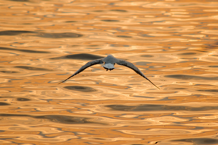 Seagulls are flying over the sea.の写真素材
