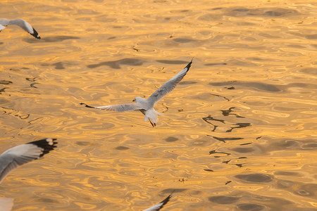 Seagulls are flying over the sea.の写真素材