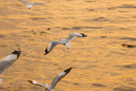Seagulls are flying over the sea.の写真素材