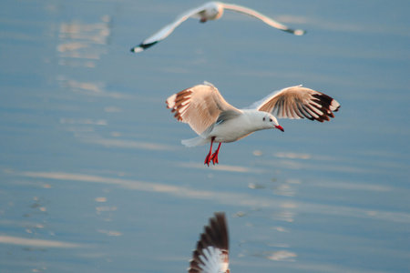 Seagulls are flying over the sea.