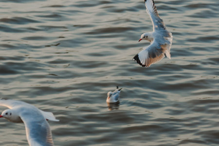 Seagulls are flying over the sea.の写真素材