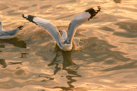 Seagulls are in the water