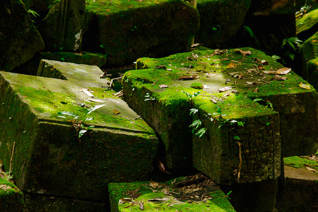 Moss and fern on the bricks of the old castle of Cambodiaの写真素材