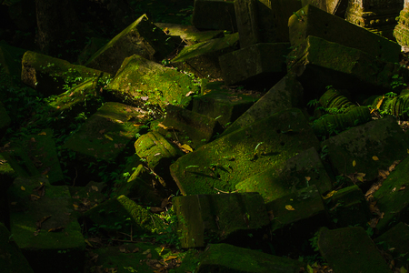Moss and fern on the bricks of the old castle of Cambodiaの写真素材