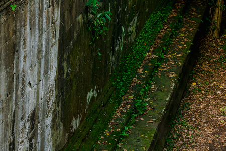 Moss and fern on the bricks of the old castle of Cambodiaの写真素材
