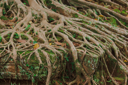 The roots of the tree grow in the old castle of Cambodia.