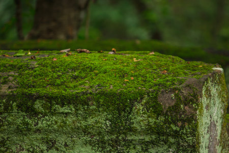 Moss on the bricks of the old castle