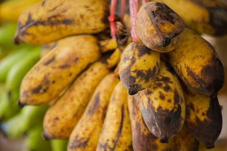 Cultivated banana Hang for saleの写真素材