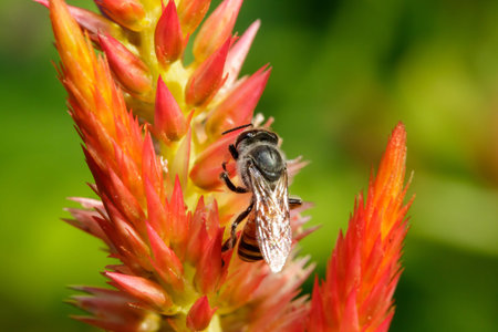 Bee on orange flowers To suck the sweet water
