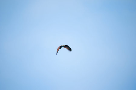 Red backed Sea Eagle flying in the sky