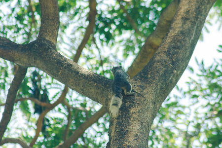 Squirrel on the tree Is a small mammalの写真素材