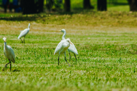 Little Egret gathered in the lawnの写真素材
