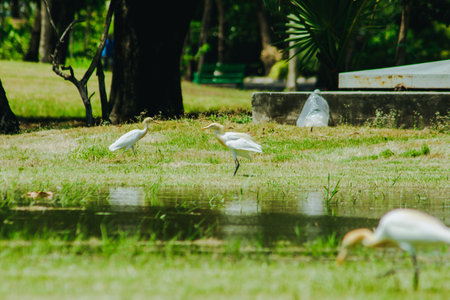 Little Egret gathered in the lawn