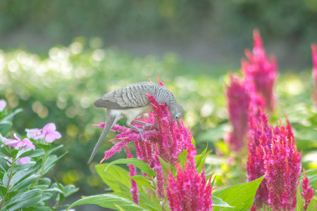 Geopelia striata in the park with Celosia argenteaの写真素材