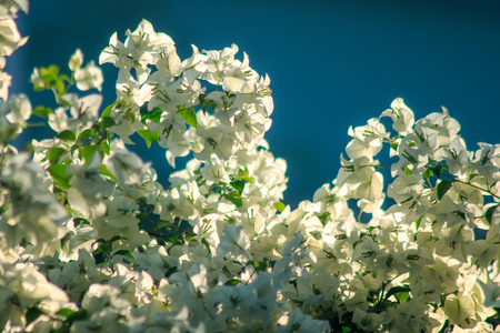 Bougainvillea glabra ChoisyFlowering in white color according to leaves and branchesの写真素材
